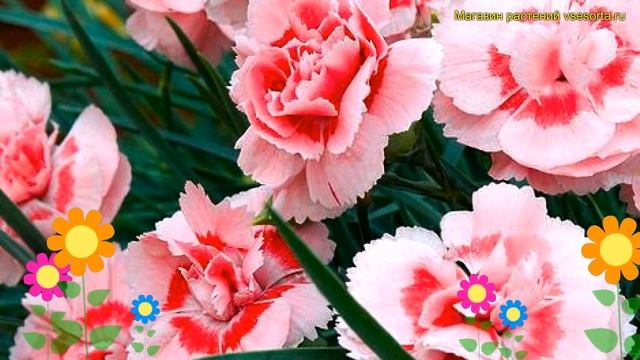 Гвоздика перистая Дорис. Краткий обзор, описание характеристик dianthus plumarius doris Doris смотреть онлайн