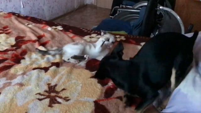 Русский той терьер и котенок смотреть онлайн