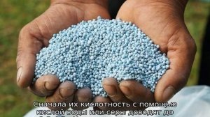 Чем подкислить почву для гортензии