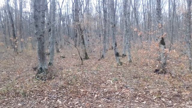 Книга снов. Рассказы очевидцев. Художественные рассказы от астролога. Мумия из музея восковых фигур