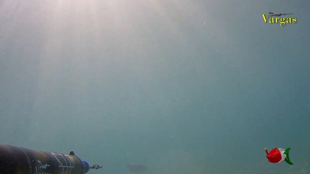 Pesca sub spigole del 13 05 2018 - STC Italia смотреть онлайн