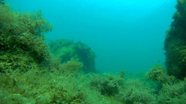 Август под водой. Черное море. смотреть онлайн