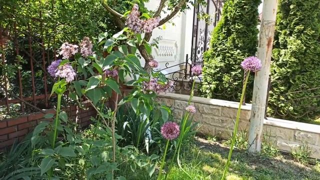 ДЕКОРАТИВНЫЙ ЛУК В МОЕМ САДУ смотреть онлайн