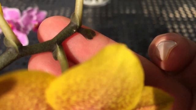 ЦВЕТЕНИЕ ОРХИДЕЙ  ,,Sogo Lawrence,, и Sogo Vivien Sogo F858,,