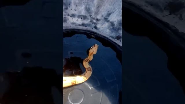 Купание домашнего удава смотреть онлайн