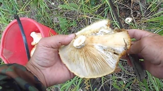 ЗА ОСЕННИМИ ГРИБАМИ. смотреть онлайн