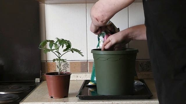 Помидоры на балконе часть 2 смотреть онлайн