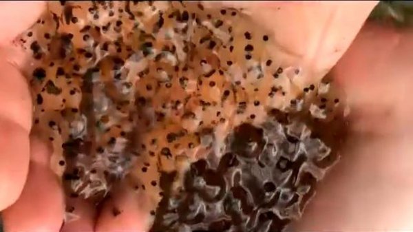 Лягушечье царство, питомник лягушек, икра лягушек Frog kingdom, frog nursery, frog caviar