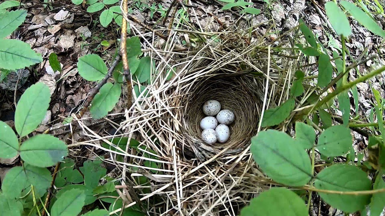 Грибалка и не только в июне смотреть онлайн