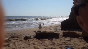 голожопики