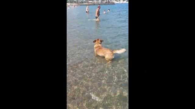 ▶️ Рыжик в не понятке , где лучше в реке или море / Жизнь в Ялте смотреть онлайн