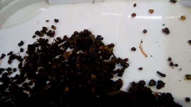 Коконы земляного червя. смотреть онлайн