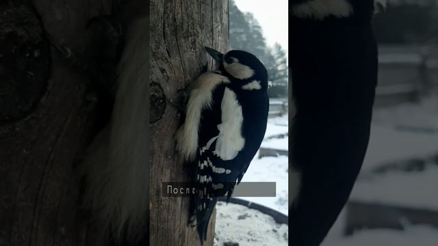 как поймать дятла ? смотреть онлайн