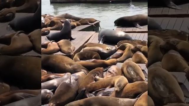 А вы слышали как поют морские котики