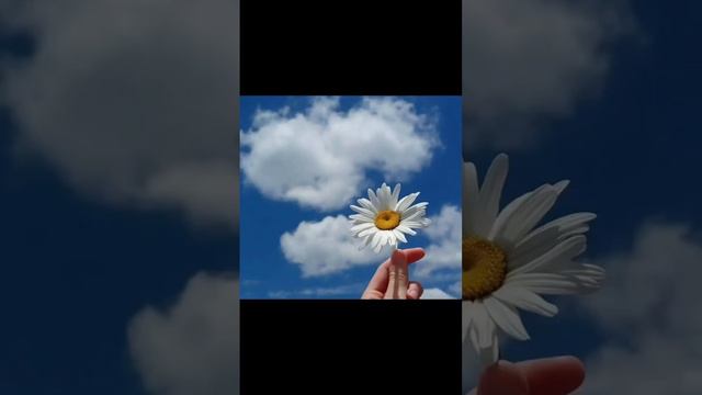 доброе утро. утро доброе. ромашки. цветы. романтика... смотреть онлайн
