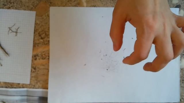 Семена стрептокарпусов смотреть онлайн