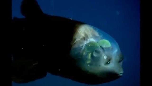 Малоротая макропинна смотреть онлайн