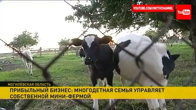 Семейная мини-ферма в Климовичском районе: секреты успеха молочного бизнеса смотреть онлайн