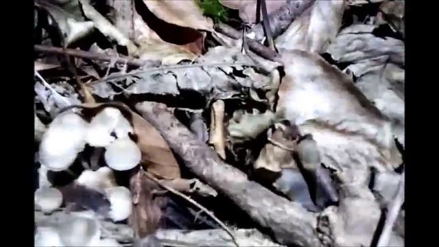 Что это за грибы? What are these mushrooms? смотреть онлайн