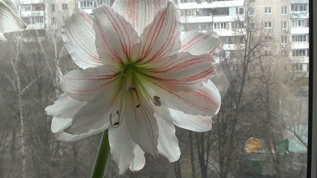 Амариллисы.Красивые цветы. смотреть онлайн