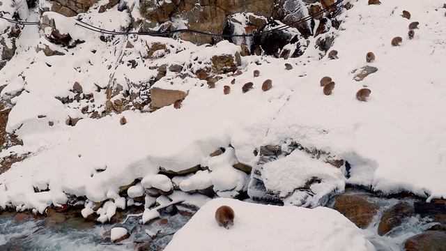 【4K Snowfall】SNOW MONKEY RESORTS 2021. #地獄谷野猿公苑 #4K смотреть онлайн