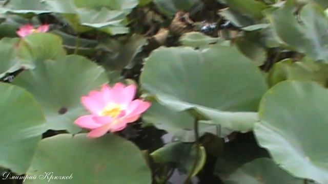 Цветущий лотос в Лабинском пруду. Удивительное рядом иль 2019г. гор Лабинск Кубань. Живите в Кайф! смотреть онлайн