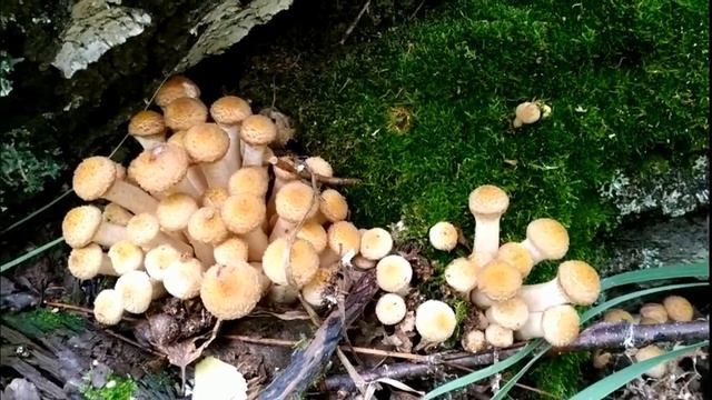 51.Не совсем удачная поездка за опятами)) смотреть онлайн