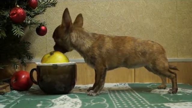 Чихуахуа идеальная девочка! В продаже смотреть онлайн