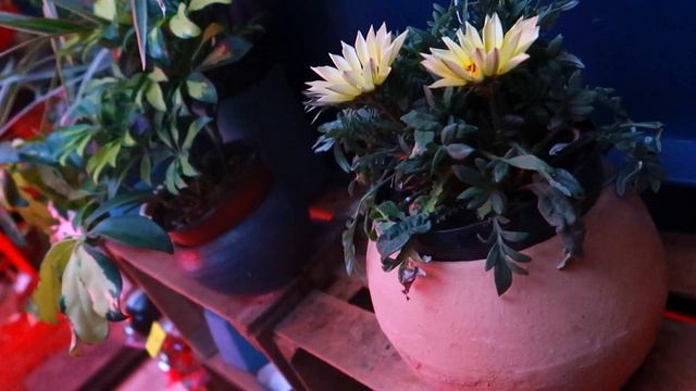 Gazania Cuidados Y Reproducción | ¡Flores Resistentes Al Sol!