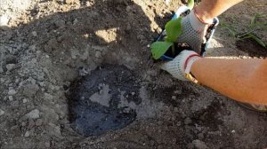 Как сажать тыкву в открытый грунт