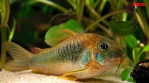 Сомик Коридорас Золотистый. Очередной санитар аквариума? Содержание и разведение сома Коридораса