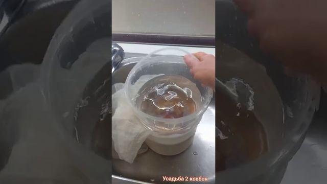 Домашний козий сыр с орехами. смотреть онлайн