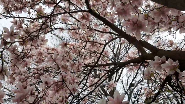 Восхитительная магнолия! смотреть онлайн