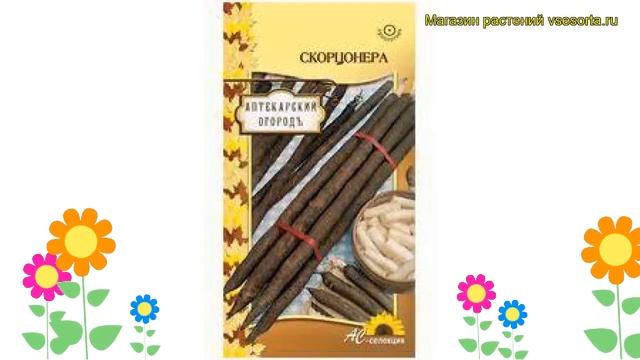 Скорцонера. Краткий обзор: Скорцонера описание характеристик, где купить семена scorzonera hispanic смотреть онлайн