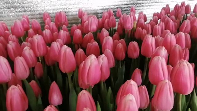 Выгонка тюльпанов к 8 марта. 2023г. Сорта Sissi (Сиси), Milkshake (Милкшейк), Tresor (Трезор) смотреть онлайн