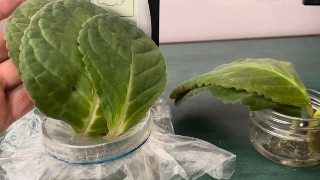 Некоторые секреты укоренения листочков глоксинии.