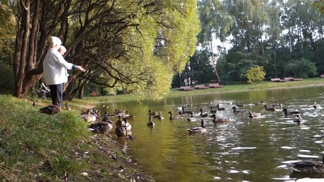 Нарышкинский пруд в Филёвском парке смотреть онлайн