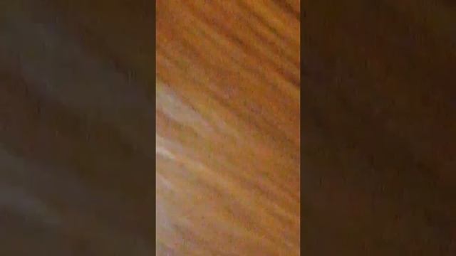 красивая зелёная гусиница с чёрной полоской на спине?? смотреть онлайн