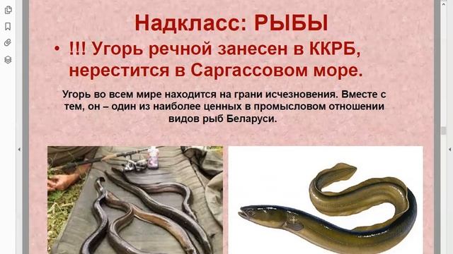 ЗООЛОГИЯ. Хордовые - обзор. смотреть онлайн