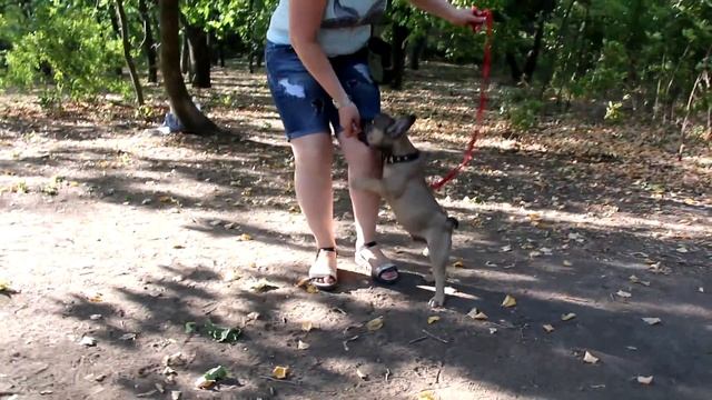Дрессировка щенков в Запорожье. Команда SmartDog, Каспер, 3 месяца смотреть онлайн