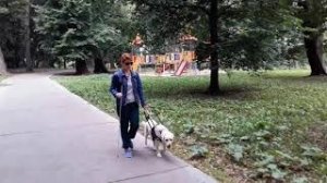 Собака-поводырь. Утренняя прогулка в парке