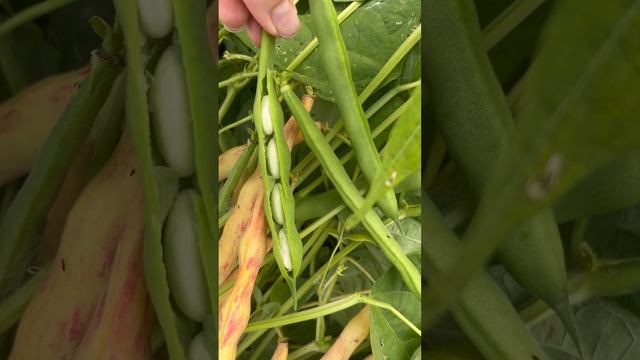 Что такое боб? От б до б. Чем он отличается от стручка?