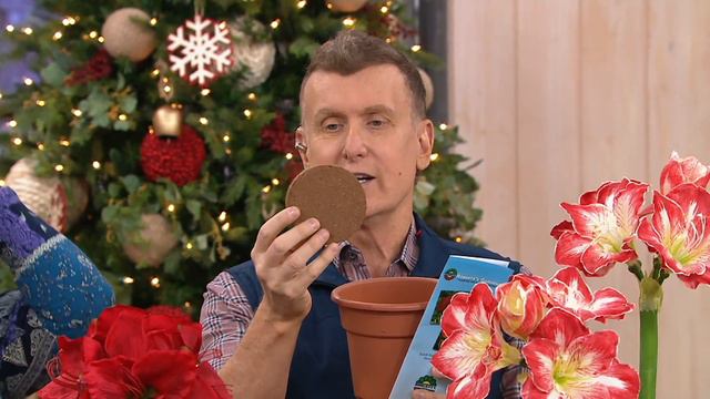 Roberta's Jumbo Dutch Holiday Amaryllis on QVC смотреть онлайн