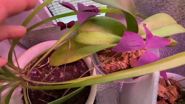 Орхидейная машина / Упаковка и перевоз орхидей / Домой с Женей 5 ноября 2022 г. смотреть онлайн
