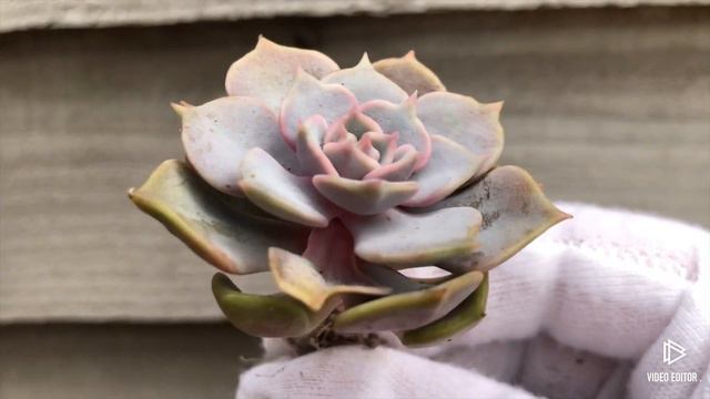 Echeveria Pink Floyd