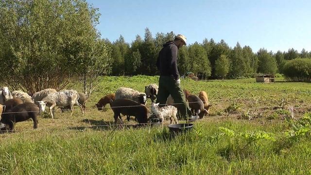 Новая техника, мотоблок по дешёвке, окашиваю участок и дорогу. #Большаяземля! смотреть онлайн