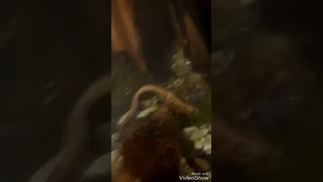 Обзор на куклу тильду❤ Дом для кукол? смотреть онлайн