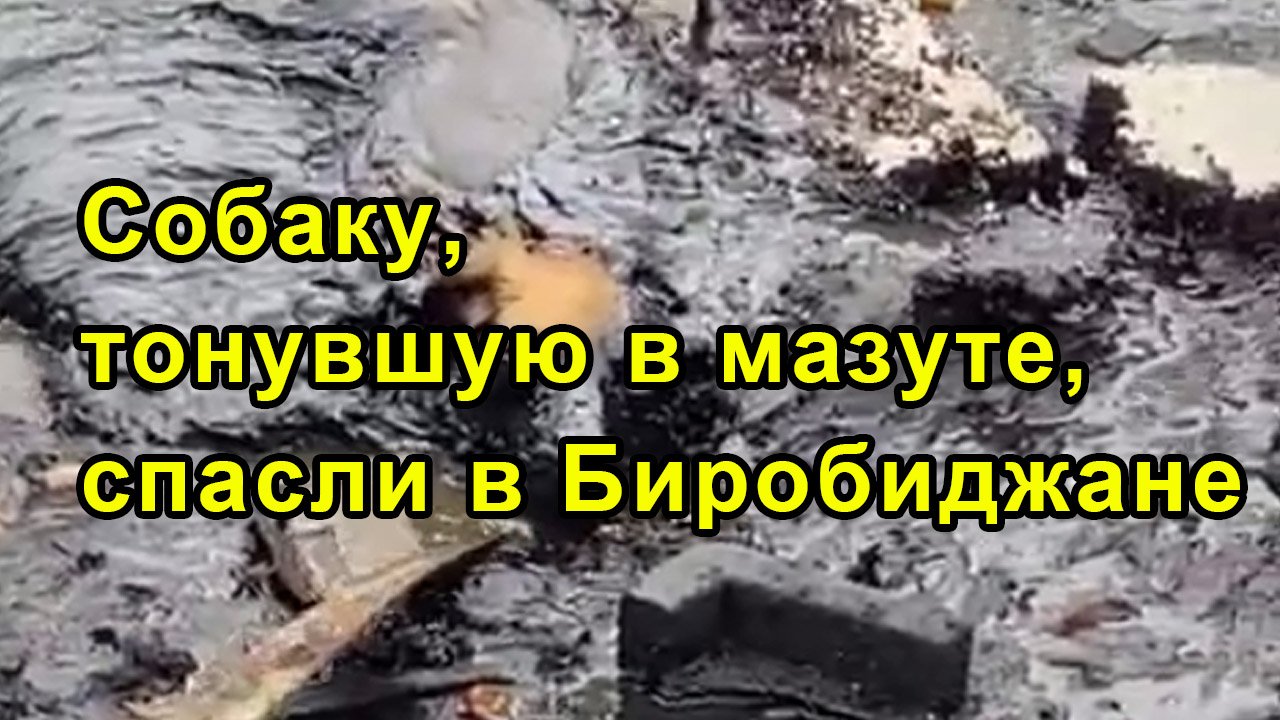 Собаку, тонувшую в мазуте, спасли в Биробиджане смотреть онлайн