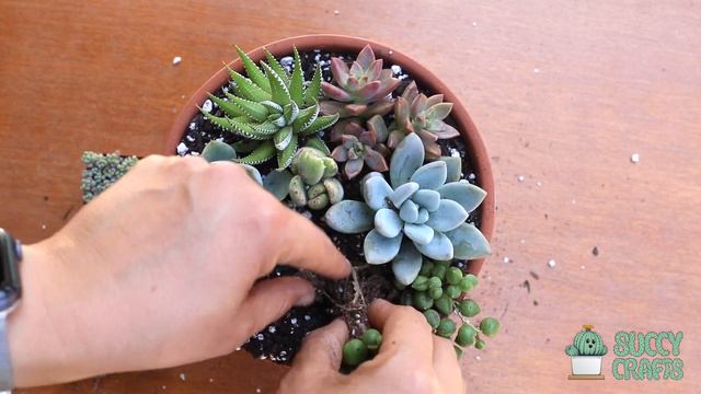 Succulent Arrangement of the Day💚 смотреть онлайн