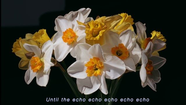 echo and the daffodil (original)